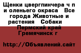 Щенки цвергпинчера ч/п и оленьего окраса - Все города Животные и растения » Собаки   . Пермский край,Гремячинск г.